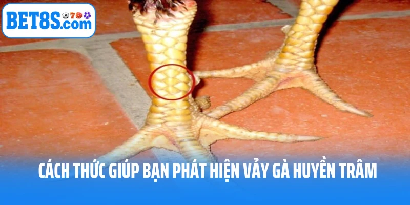 Cách nào để phát hiện vảy gà huyền trâm