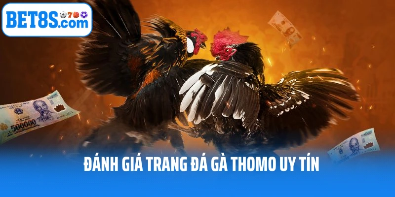 Đánh giá các trang đá gà thomo uy tín