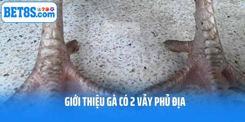 Gà có 2 vảy phủ địa là như thế nào?