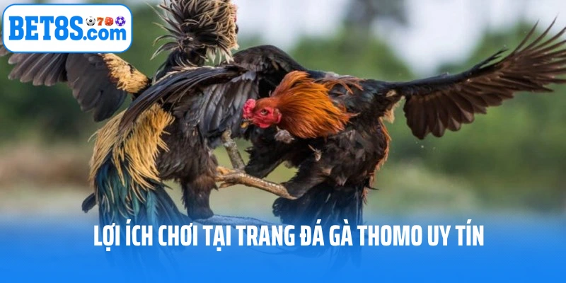 Lợi ích chơi tại trang đá gà thomo uy tín
