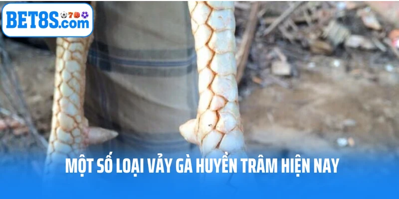 Các loại vảy gà huyền trâm hiện nay