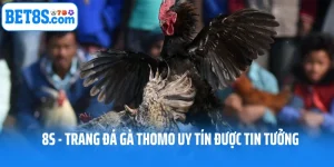 8S - Trang Đá Gà Thomo Uy Tín Được Hàng Triệu Kê Thủ Tin cậy