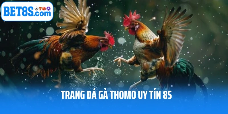 Trang đá gà thomo uy tín 8S số 1 Việt Nam