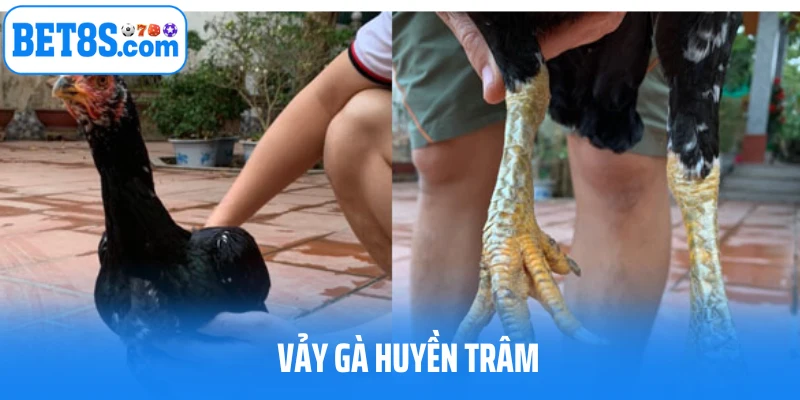 Vảy gà huyền trâm trông như thế nào?
