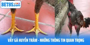 Vảy Gà Huyền Trâm Và Những Điều Nhà Cái 8S Bật Mí Cho Bạn 
