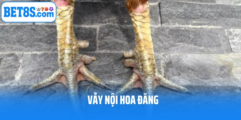 Vảy nội hoa đăng của gà chọi hiếm